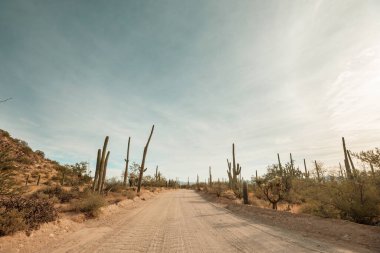 Büyük Saguaro kaktüsü bir dağda, Arizona, ABD