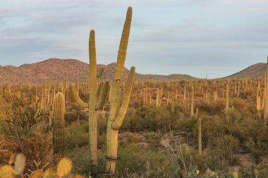 Büyük Saguaro kaktüsü bir dağda, Arizona, ABD