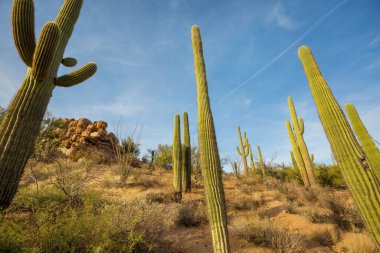 Büyük Saguaro kaktüsü bir dağda, Arizona, ABD
