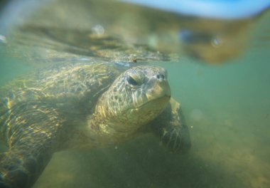 Okyanusun altındaki dev deniz kaplumbağası.