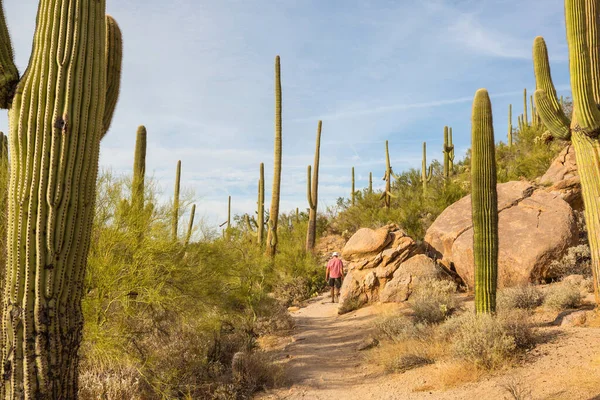 Großer Saguaro Kaktus Den Bergen Arizona Usa — Stockfoto