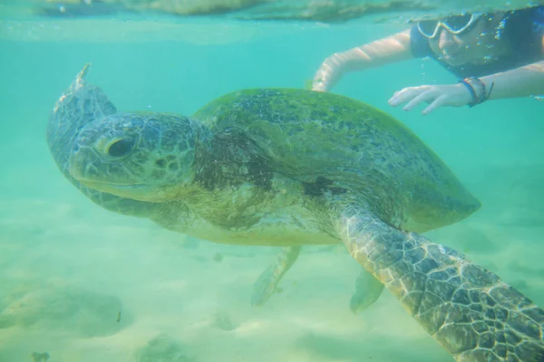 Çocuk Sri Lanka Okyanusta Dev Bir Deniz Kaplumbağasıyla Yüzüyor — Stok fotoğraf