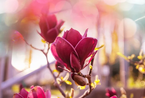 Fond Printanier Magnolia Fleurs Sont Fleurs Sous Ciel Bleu — Photo