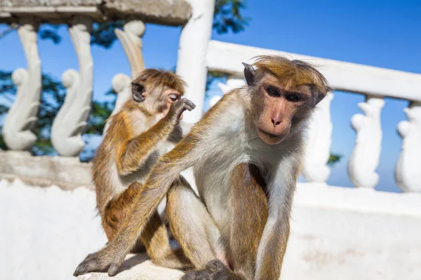 泰国热带森林里的猴子 — 图库照片