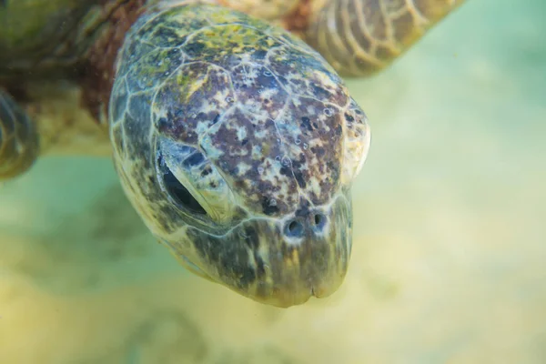 Olbrzymi Żółw Morski Podwodny Oceanie — Zdjęcie stockowe