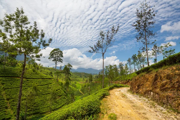 Groene Natuurlijke Landschappen Theeplantage Sri Lanka — Stockfoto