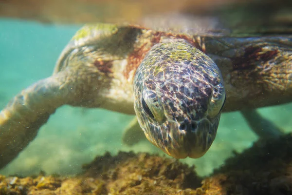 Olbrzymi Żółw Morski Podwodny Oceanie — Zdjęcie stockowe