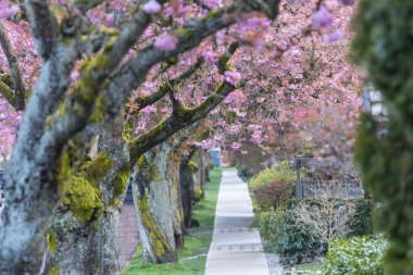 Sakura Kirazı sokağın ortasında çiçek açıyor.
