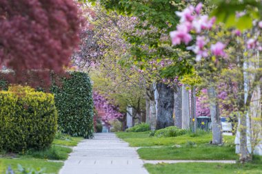 Sakura Kirazı sokağın ortasında çiçek açıyor.