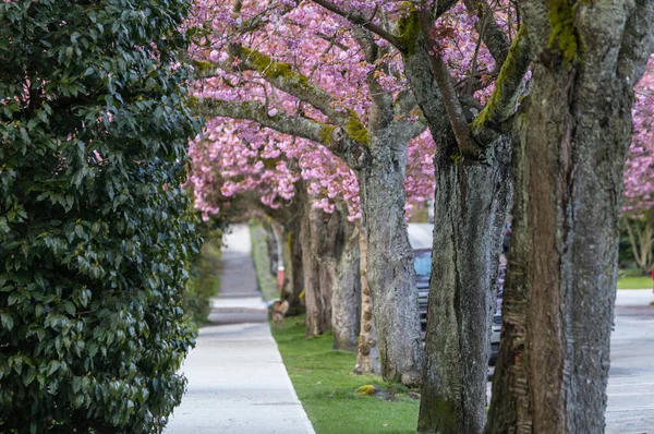 Sakura Cherry Blossoming Alley Street — Stock Photo, Image