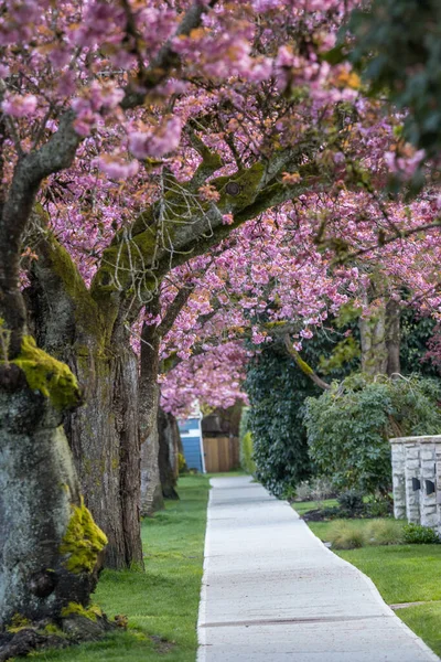 Sakura Kirazı Sokağın Ortasında Çiçek Açıyor — Stok fotoğraf