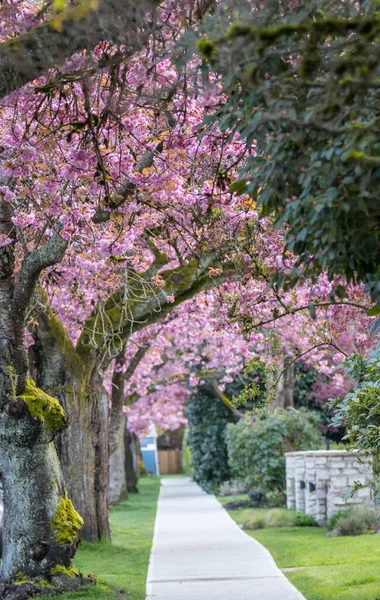 Sakura Kirazı sokağın ortasında çiçek açıyor.