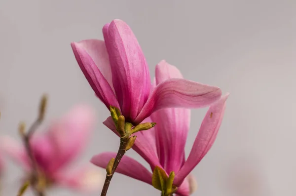 Sfondo Primavera Magnolia Fiori Sono Fiore Sotto Cielo Blu — Foto Stock