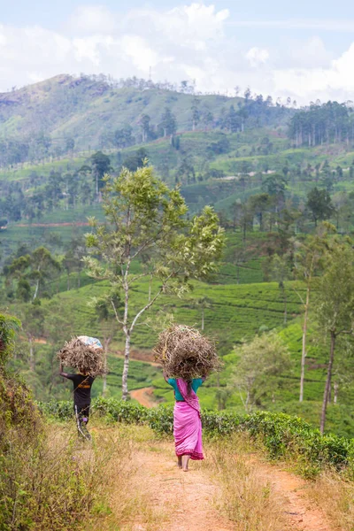 Local Women Carrying Loads Tea Plantations Sri Lanka — Foto de Stock