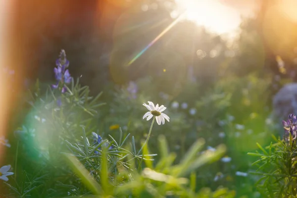 阳光灿烂的日子在花草甸上 美丽的自然背景自然界中的野生植物 — 图库照片