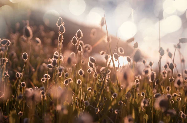 Solig Dag Blomsterängen Vacker Naturlig Bakgrund Vilda Växter Naturen — Stockfoto