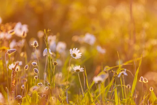 Çiçek çayırında güneşli bir gün. Güzel doğal arka plan. Doğadaki yabani bitkiler.
