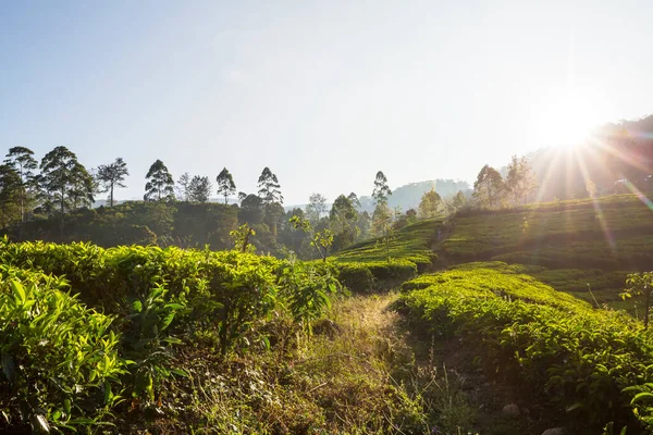Plantação Chá Paisagens Naturais Verdes Sri Lanka — Fotografia de Stock