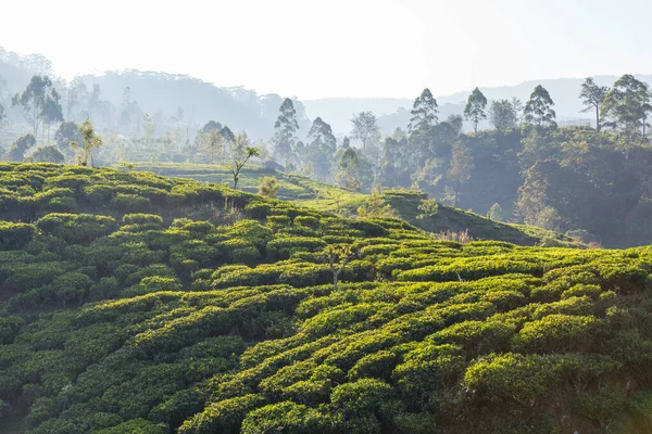 Groene Natuurlijke Landschappen Theeplantage Sri Lanka — Stockfoto