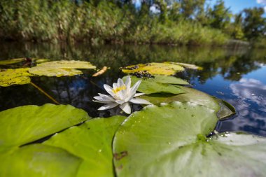 Yeşil yaz gölünde beyaz zambak