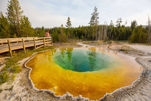 Bunte Morning Glory Pool Berühmte Heiße Quelle Yellowstone National Park — Stockfoto