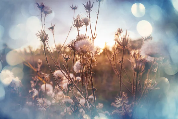 Krásné Divoké Květiny Zelené Louce Letní Sezóně Přírodní Pozadí — Stock fotografie