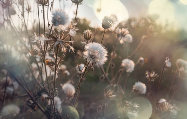 Vackra Vilda Blommor Grön Äng Sommarsäsongen Naturlig Bakgrund — Stockfoto