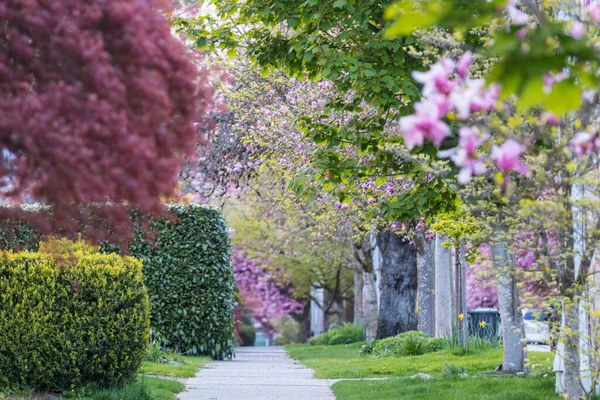 Sakura Cherry Ruelle Fleurs Dans Rue — Photo