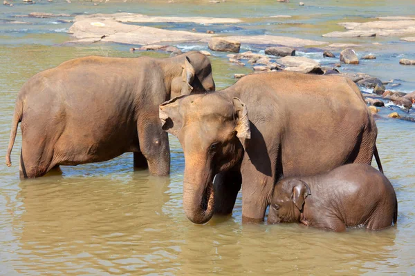 Aziatische Olifant Sri Lanka — Stockfoto