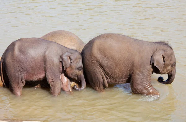 Ασιατικός Ελέφαντας Στη Σρι Λάνκα — Φωτογραφία Αρχείου