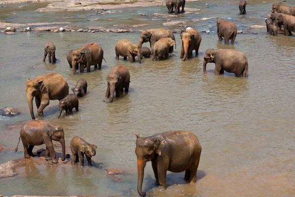 Asiatisk Elefant Sri Lanka — Stockfoto