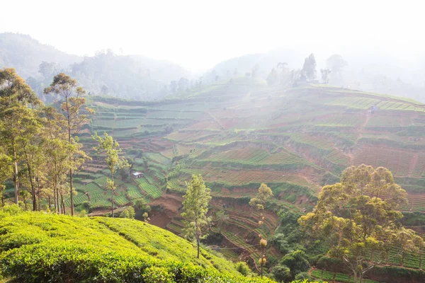 Sri Lanka Sebze Yetiştirilmiş Güzel Kırsal Manzaralar — Stok fotoğraf