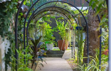 Yaz bahçesinde yeşil bitkiler ve çiçekler