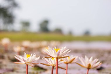 Tropikal gölette nilüfer çiçeği