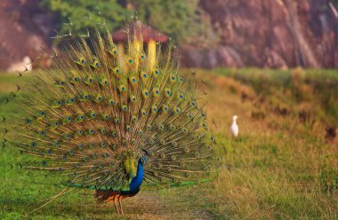 Sri Lanka tarlalarında vahşi tavus kuşu