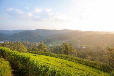 Sri Lanka 'da yeşil doğal manzara _ çay çiftliği