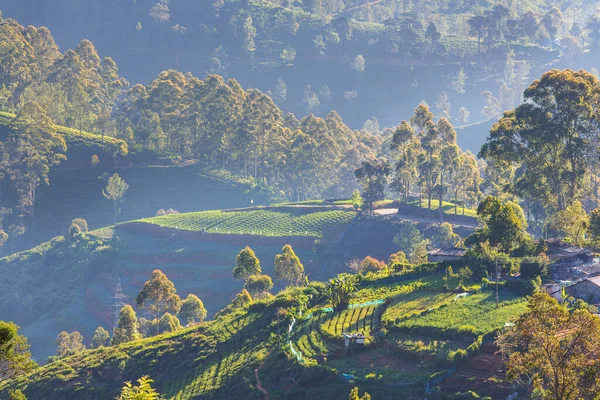 スリランカで栽培された丘の中腹の野菜プランテーション 美しい田園風景 — ストック写真
