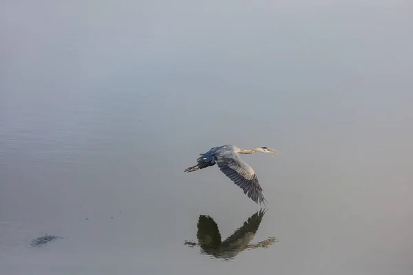 Gri Heron Ardea Cinerea Everglades Ulusal Parkı Florida — Stok fotoğraf