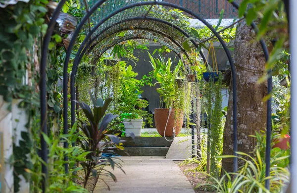 Piante Verdi Fiori Nel Giardino Estivo — Foto Stock