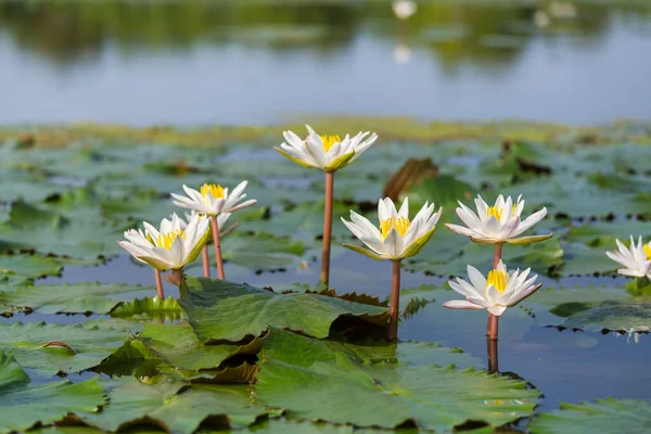 Lotus Dans Étang Tropical — Photo