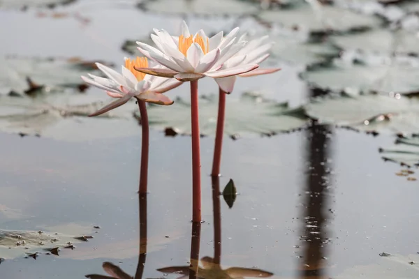 Lotus Tropickém Rybníku — Stock fotografie