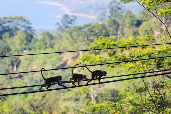 Tayland Daki Tropikal Ormanda Maymunlar — Stok fotoğraf