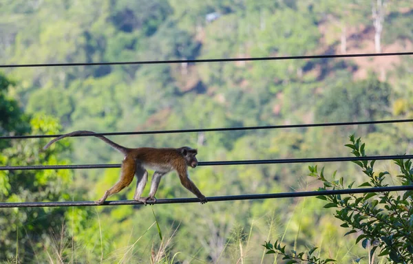 Singes Dans Forêt Tropicale Thaïlande — Photo