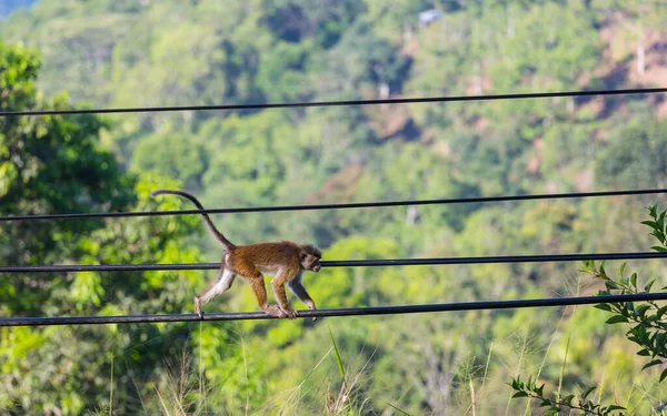 Monos Bosque Tropical Tailandia —  Fotos de Stock