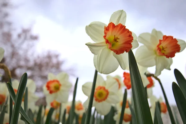 Narzissen Blühen Frühling — Stockfoto