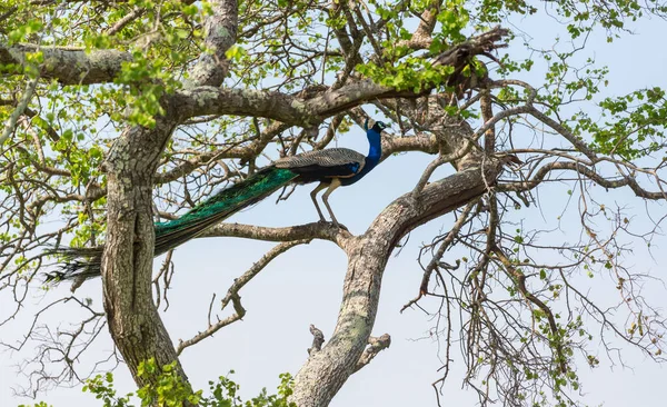 Wild Peacock Sri Lanka Fields — ストック写真