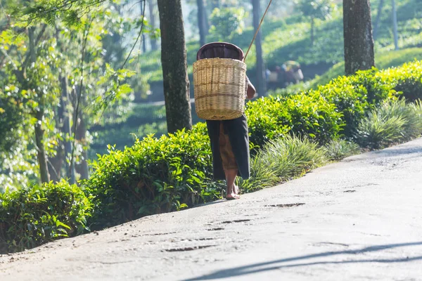 Donne Locali Che Trasportano Carichi Nelle Piantagioni Sri Lanka — Foto Stock