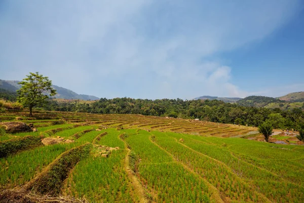 Paisagens Naturais Verde Campos Arroz Sri Lanka — Fotografia de Stock