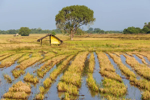 Gröna Naturlandskap Risfält Sri Lanka — Stockfoto