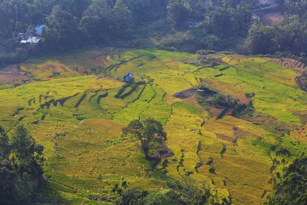 Paesaggi Naturali Verdi Risaie Sri Lanka — Foto Stock